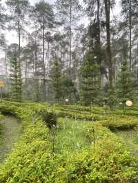 A Thrilling Sensation Crossing the Wood Bridge in Orchid Forest Cikole