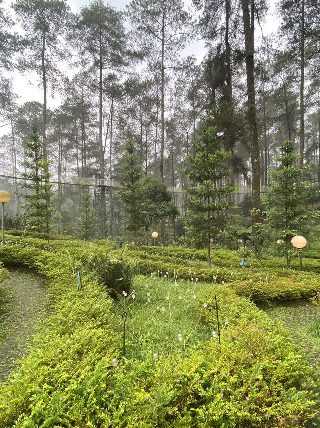 A Thrilling Sensation Crossing the Wood Bridge in Orchid Forest Cikole