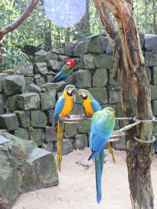In the Embrace of Nature's Grandeur, Travel to Brazil