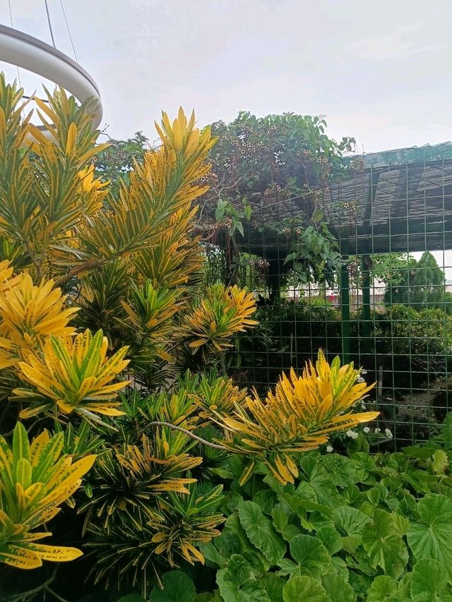 the Secret Garden, Upper Roof @ One Utama, Petaling jaya