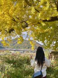가을이 기다려지는, 밀양 백곡재 은행나무길 ✨💛