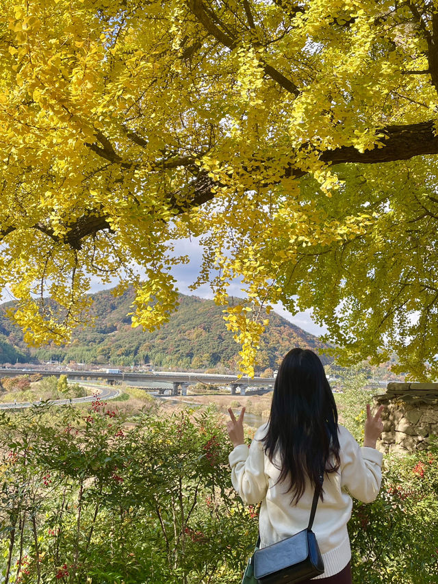 가을이 기다려지는, 밀양 백곡재 은행나무길 ✨💛