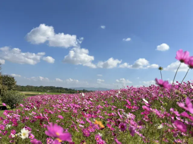 เชียงราย one day trip