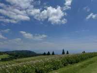 【兵庫】あわじ花さじき