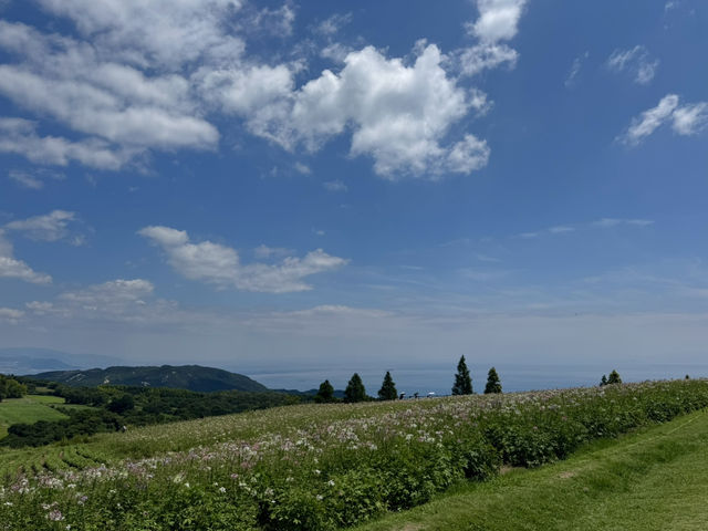 【兵庫】あわじ花さじき