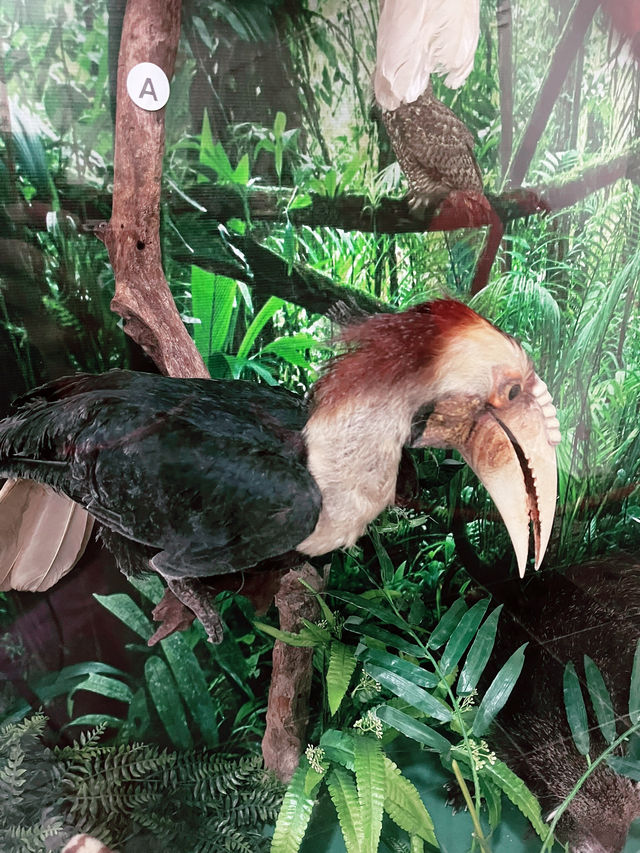 Natural History Museum: Must-Visit Treasure in Borneo