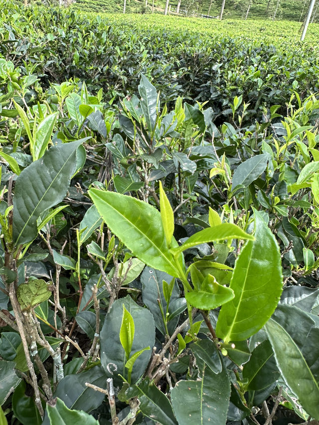 ✨🚂🌿エッラ観光まとめ🌿🚂✨