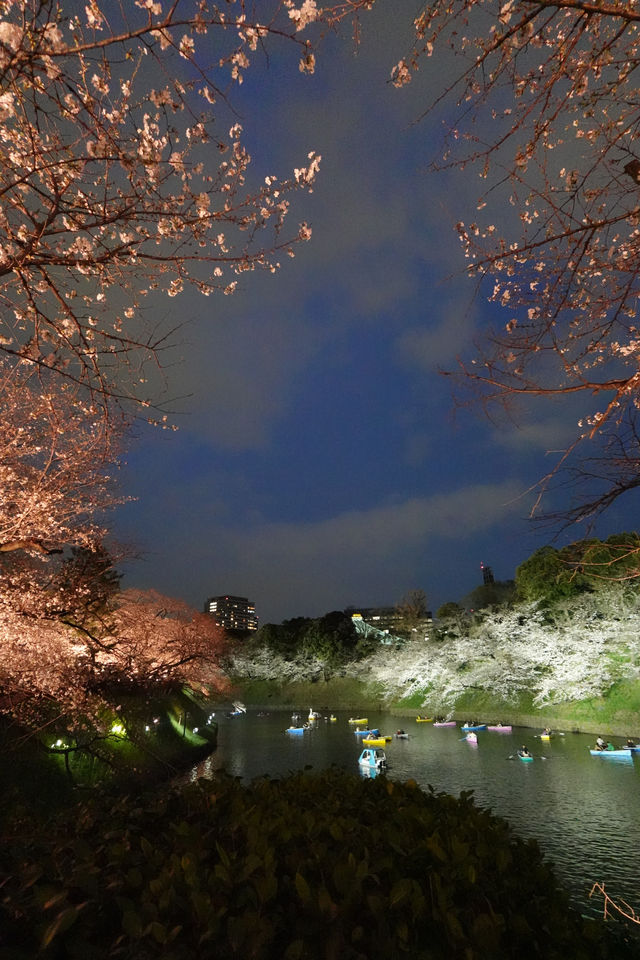 千鳥淵夜櫻介紹