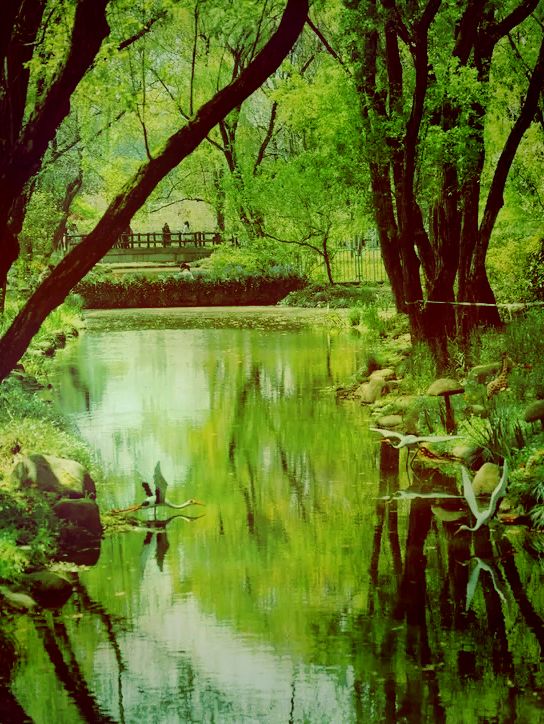 上海🇨🇳共青森林公園