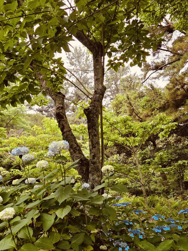 A Breath of Fresh Air in Jeju City