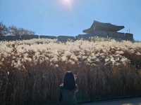 은빛 억새 가득, 수원 화서공원 가을 산책 🌾