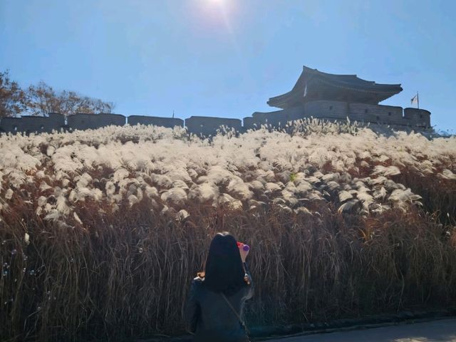 은빛 억새 가득, 수원 화서공원 가을 산책 🌾