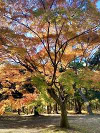 🍁 Autumn Colors & Puppy Joy at Yoyogi Park