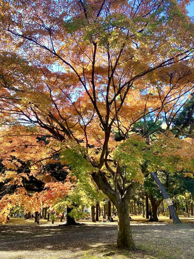 🍁 Autumn Colors & Puppy Joy at Yoyogi Park