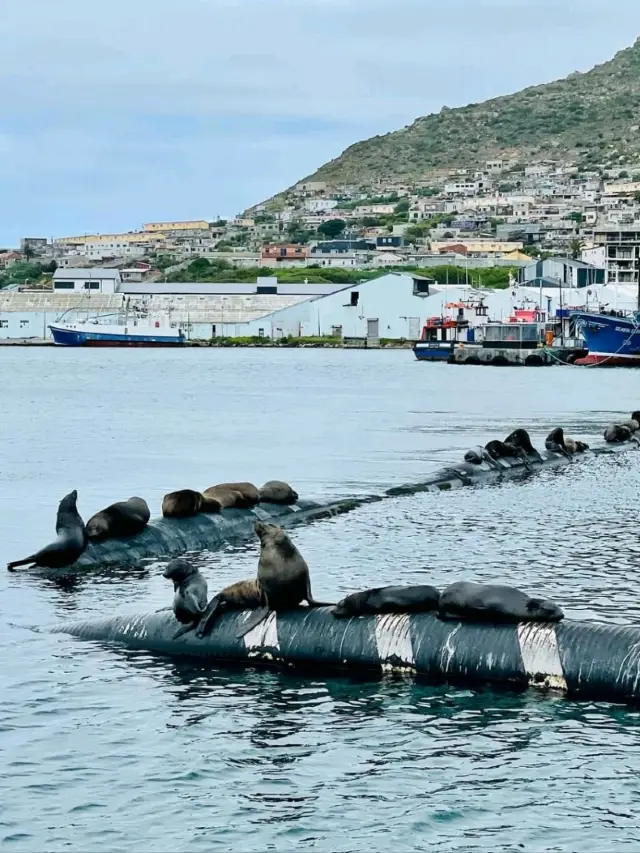 An Ocean Adventure Filled with Wonder and Wildlife