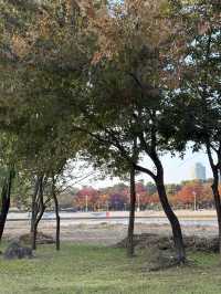 가을 단풍으로 물든 상암동 평화의공원 반려견 산책하기 좋은 곳🍁