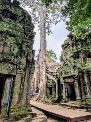 Ta Prohm 寺廟 ប្រាសាទ តាព្រហ្ម