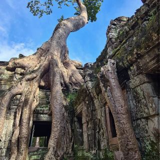 Ta Prohm 寺廟 ប្រាសាទ តាព្រហ្ម