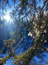🌲 Fish Creek Provincial Park – Calgary’s Wild Urban Wilderness
