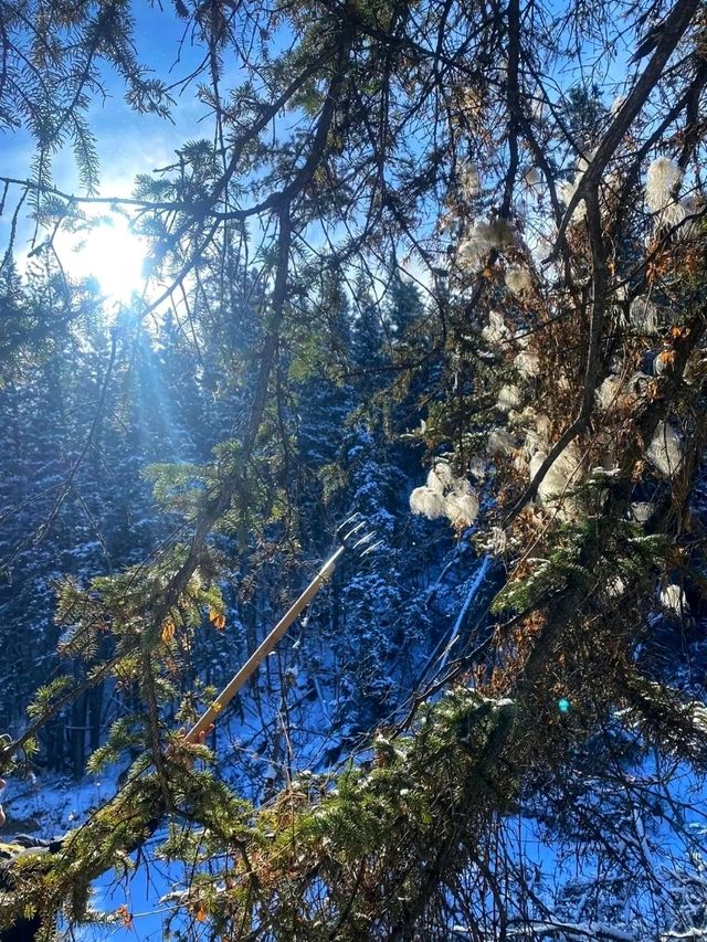 🌲 Fish Creek Provincial Park – Calgary’s Wild Urban Wilderness 🌲 Fish Creek Provincial Park – Calgary’s Wild Urban Wilderness