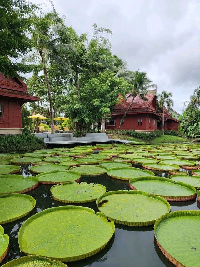 Lily Lake Escape🌿