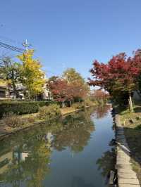 🍁 伏見十石舟:秋日泛舟,穿越時光的水上畫卷 🍂