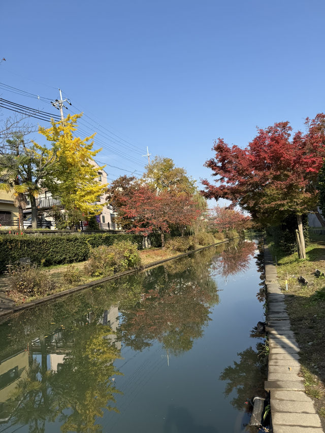 🍁 伏見十石舟:秋日泛舟,穿越時光的水上畫卷 🍂 🍁 伏見十石舟:秋日泛舟,穿越時光的水上畫卷 🍂