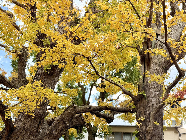 Tranquil Beauty of Former Yasuda Garden in Autumn Tranquil Beauty of Former Yasuda Garden in Autumn