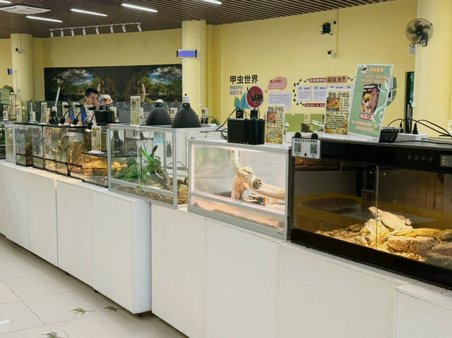 Where Wings Whisper Secrets: A Journey Through the Zhuhai Insect Museum Where Wings Whisper Secrets: A Journey Through the Zhuhai Insect Museum