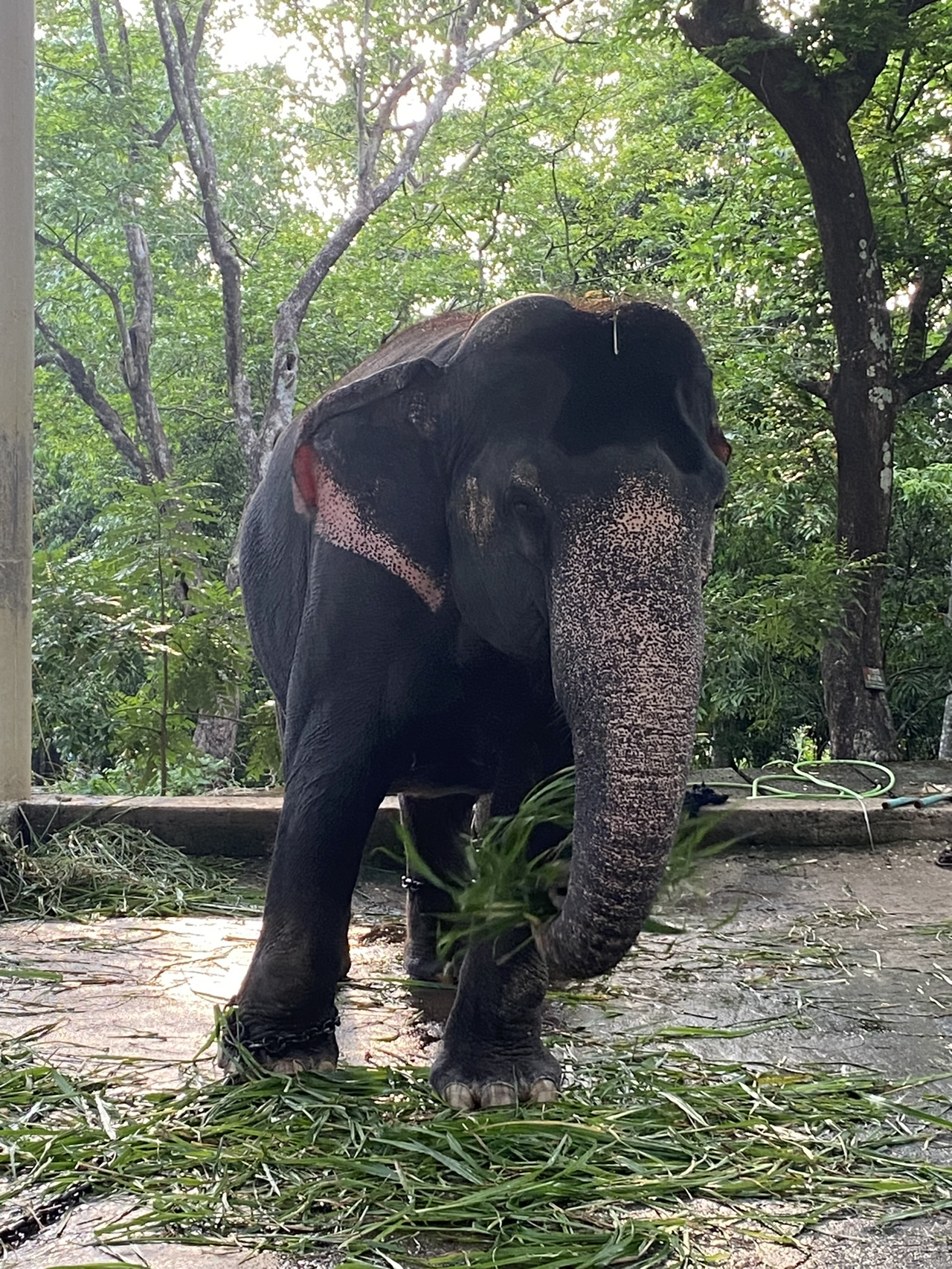 Ernakulam, Kochi, Kerala - Nature Bliss in Kerala 🌿 - 圖 3