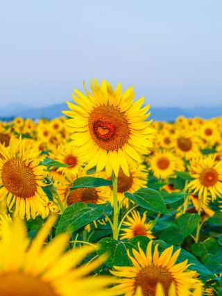 【Hyogo・Ono City】 Four Stunning Flower Spots