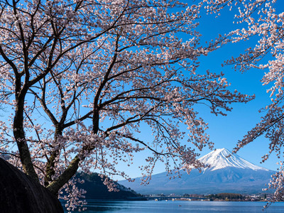春の富士山 - 日本を象徴する桜の絶景 | Trip.com 富士山