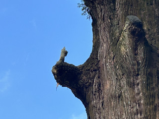 [Fukuoka] The Power Spot at Kirishima Jingu Shrine.