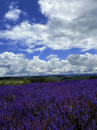 北海道自駕遊行程安排 6月27日至7月3日 ✈️🦀🌻🍇🌸🐙