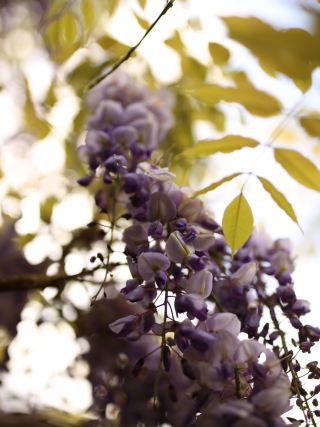 The Wisteria at Knightshayes: Devon's Quiet Spring Spectacle

Tucked into the mid-Devon countryside near Tiverton, Knightshayes Court is best known for its Gothic Revival mansion and sweeping parkland — but for a few weeks each spring, it's the wisteria that steals the show.

The old standard-pruned wisteria in the Paved Garden has been trained and gnarled over decades into something closer to sculpture than shrub — twisted trunks the colour of driftwood, holding up cascades of lavender-mauve blooms that hang like something out of a dream. Walk beneath one in full flower and the light comes through the petals in soft violet and gold, the whole garden filtered through colour.

What makes Knightshayes worth the detour isn't just the sheer volume of blossom, though there's plenty of that — it's the detail. Look closely and you'll find every stage of the bloom happening at once: tight unopened buds still clenched shut, full trusses hanging heavy and complete, and older flowers just beginning to brown and curl at the edges, papery and spent. By the time the last blooms let go, the paths beneath the vines are carpeted in fallen petals, a soft drift of white and lilac against the moss and stone — its own kind of beauty, quieter than the peak bloom but no less worth seeing.

When to go: 
Wisteria at Knightshayes typically flowers through late April into May, though exact timing shifts with the season — a warm spring can bring it forward by a couple of weeks. If you want the vines at their fullest, aim for late April; if you're drawn to the more melancholy, petals-underfoot look, a visit just as the blooms begin to fade has its own quiet reward.
Getting there:
Knightshayes is just off the M5 (Junction 27), about two miles from Tiverton, with Tiverton Parkway the nearest train station (roughly 8 miles). There's a pay-and-display car park on site, and the National Trust's Dartline 398 bus service connects from Tiverton.

Beyond the wisteria:
The gardens run well beyond the Paved Garden — expect topiary, a woodland garden, a walled kitchen garden, and 300 acres of parkland to wander. The Stables Café is a good stop for a cream tea afterwards, and the house itself, designed by the Victorian architect William Burges, is worth an hour if the weather turns.

A slow, unhurried garden visit rather than a headline attraction — but for a short window each spring, Knightshayes' wisteria is one of Devon's loveliest, least crowded floral displays.
