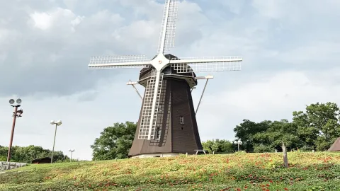 大阪の美しい夏のフラワーガーデン🌻🌸 — traveler post in 守口