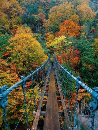 Would you dare to hike through this dramatic autumn gorge? 🍂🌿