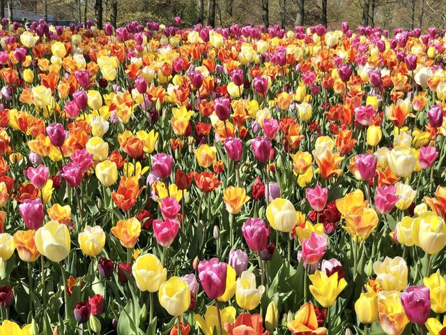 The Most Beautiful Spring Garden in the World