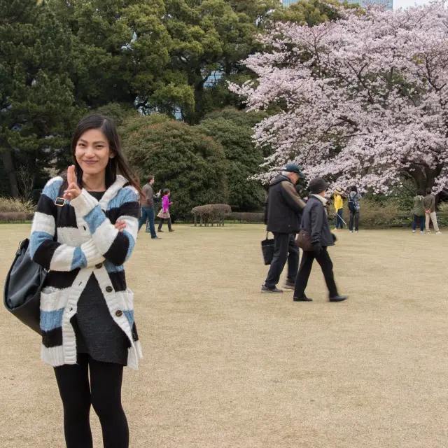 Sakura sightseeing at Yayogi park 