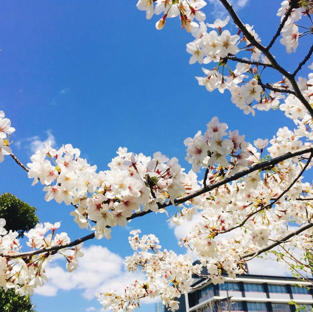 【東京都🇯🇵千鳥ヶ淵公園】大人気の桜の名所🌸満開の桜に癒される旅