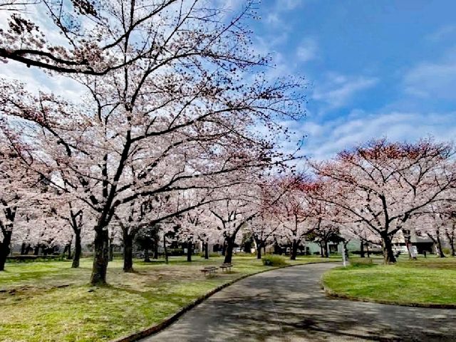 東綾瀨公園賞櫻花