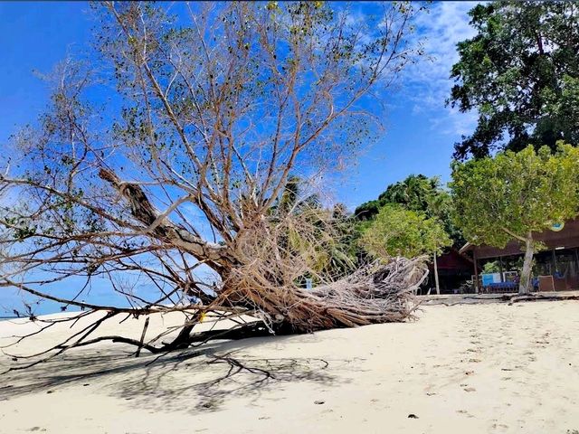 Amazing Sipadan Island