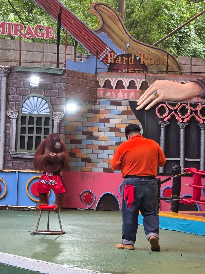 Baru saja ke Safari World Bangkok, dan jujur saja, tempat ini memang pantas masuk jajaran 50 Hal Terbaik yang Harus Dilakukan di Thailand!