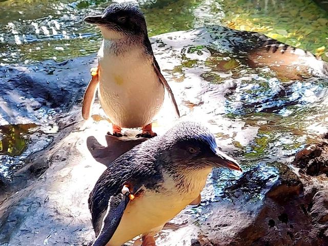 The Dallas World Aquarium 🇺🇸