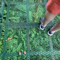 Monteverde cloud forest 🌳 