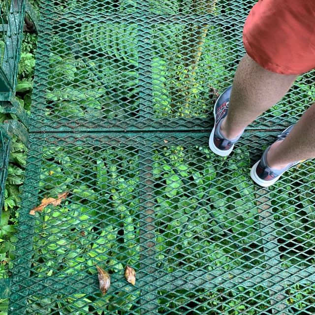 Monteverde cloud forest 🌳 