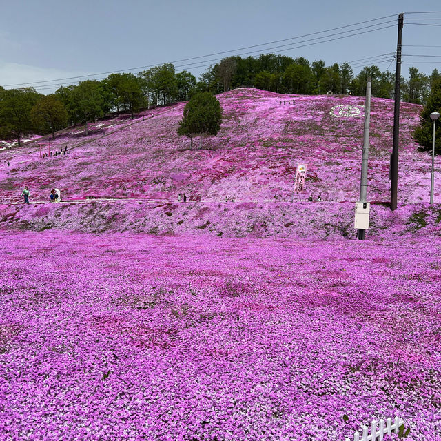 日本最後秘境—北海道的粉紅地毯/東藻琴芝櫻公園
