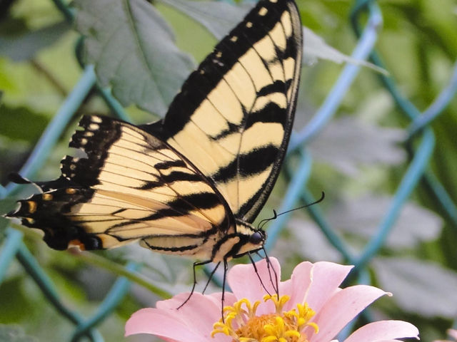 Dubai Butterfly Garden 🗺️