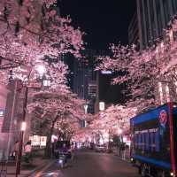 Sakura Spectacle: Tokyo's Blossom Ballet!🌸