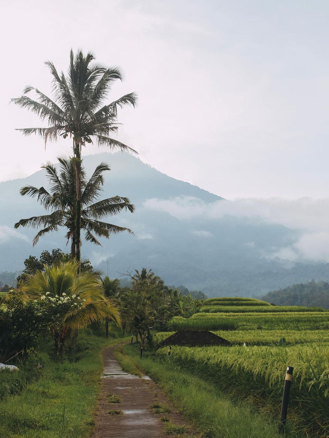 Jatiluwih Rice Terraces